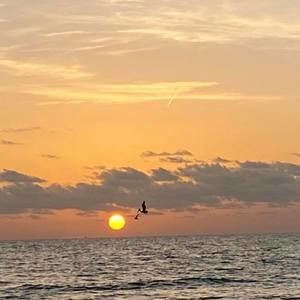 Meet your Posher, Joy